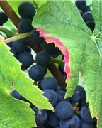 2017 harvest: first grapes in vats in early September